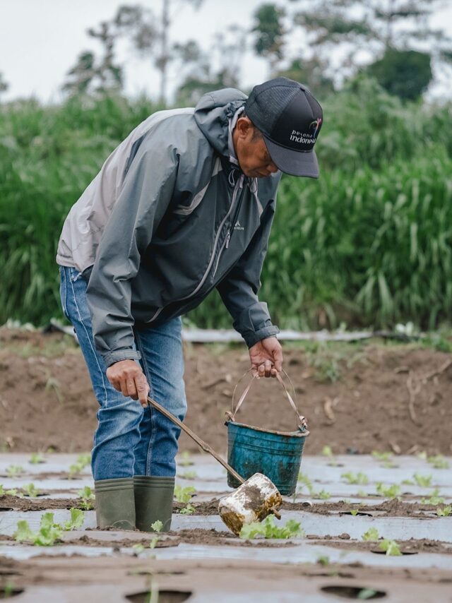 Organic fertiliser that performs